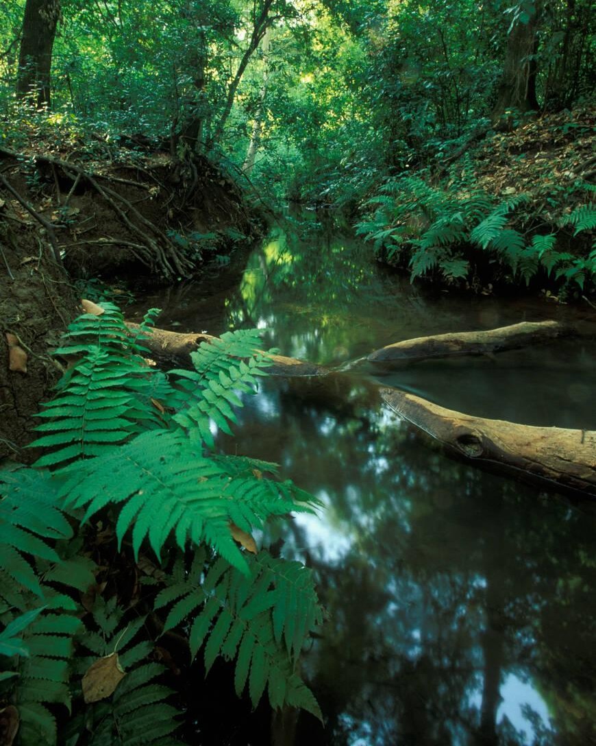 Forty Springs (Arba Minch)