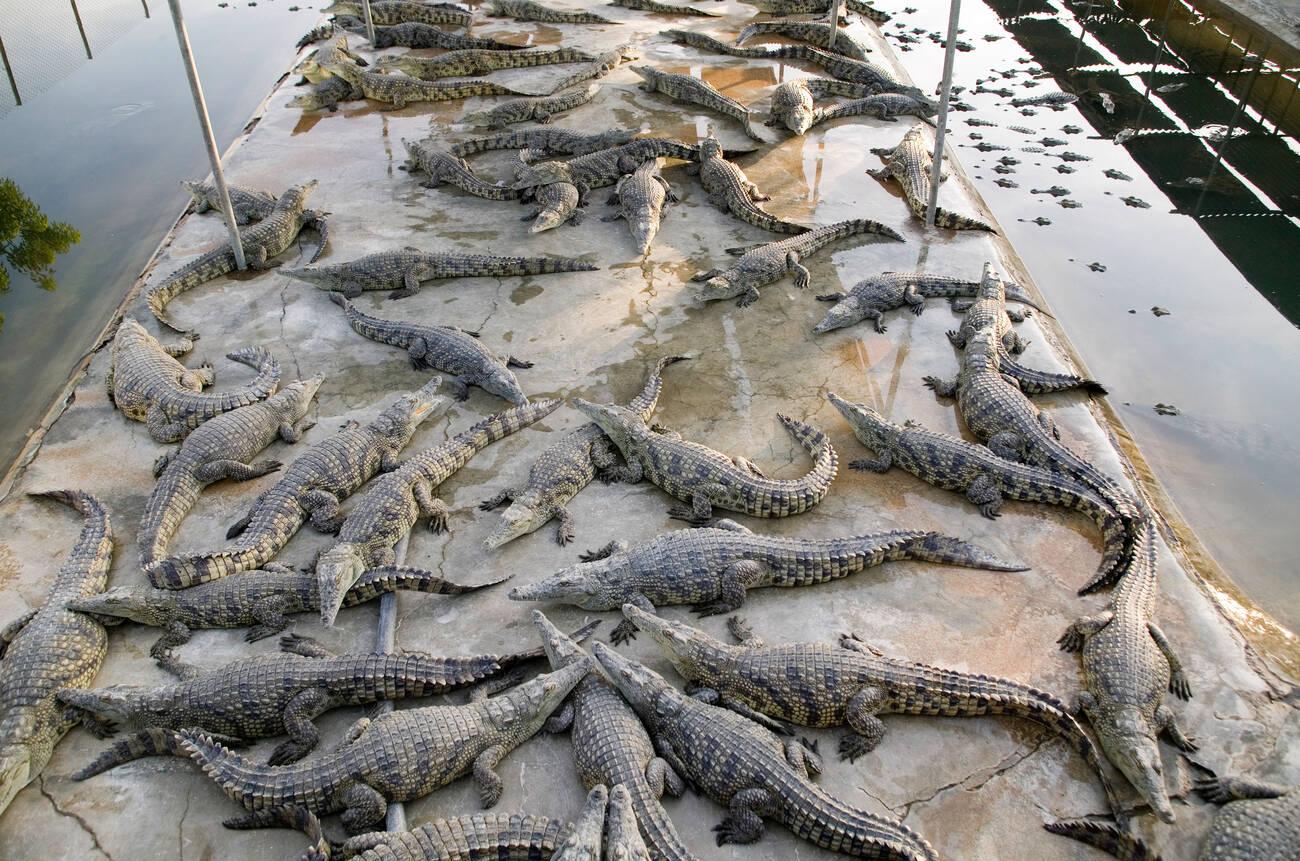 Arba Minch Crocodile Farm